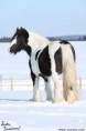 /album/irsky-cob-tinker/a4996-jpg/