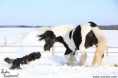 /album/irsky-cob-tinker/a5012-jpg/
